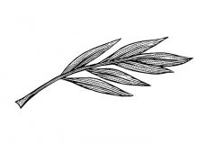 Sage 2