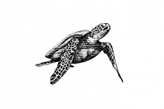 Sea_Turtle