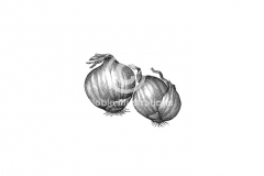 Shallots-Art