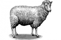 Sheep art