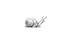 Snail-icon