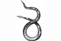 Snake-art-001