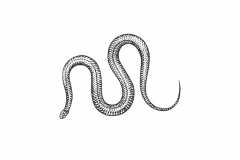 Snake-art
