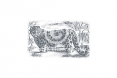 Snow_leopard-stock