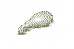 Squash woodcut -
