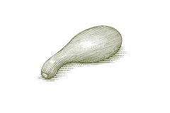 Squash_woodcut_