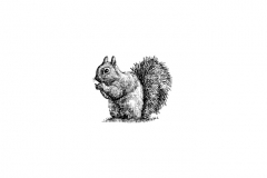 Squirrel-art