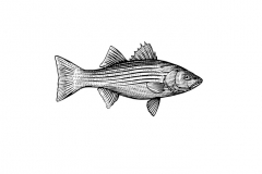 Striped-Bass-art