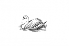 Swan-art