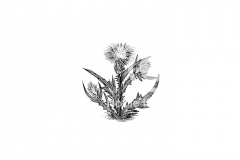 Thistle-art