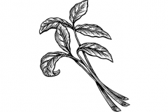 Thyme_art