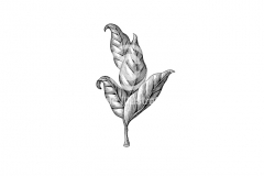 Tobacco-leaves-art