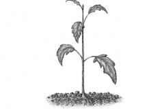 Tomato-Seedling