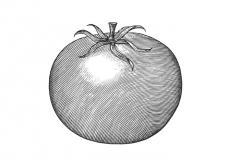 Tomato-art-002