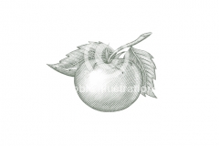 Tomato-art