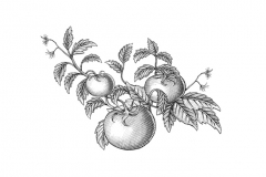 Tomato-vine