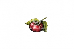 Tomato