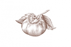 Tomato1-stock