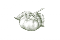 Tomato2-stock