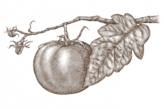 Tomato_on_the_Vine