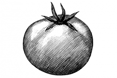 Tomato_woodcut_002