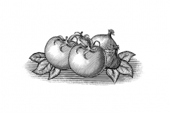 Tomatoes-001