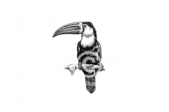 Toucan