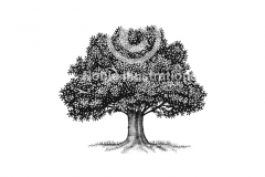 Tree-stock-1