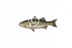 Trout-2