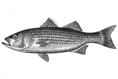 Trout-Art-