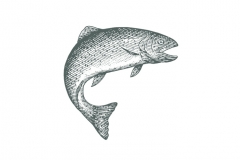 Trout_Woodcut