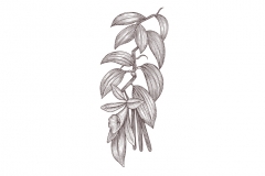 Vanilla-art-001