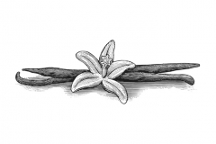 Vanilla-art-002