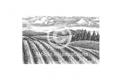 Vineyard-3
