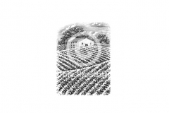 Vineyard-Scene-1-Steven