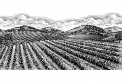 Vineyard Scene 2