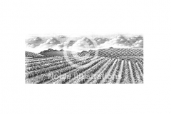 Vineyard-Scene-2-Steven