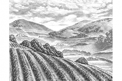 Vineyard Valley