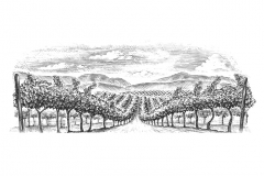 Vineyard-rows-3