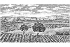 Vineyard-scene