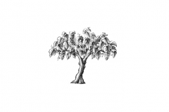 Vineyard-tree