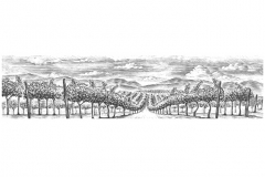 Vineyard_rows_2