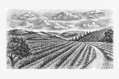 Vineyards Stock 1