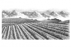 Vineyards Stock 3
