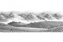 Vineyards-Stock-Art-S_-Noble-