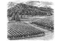 Vineyards stock