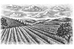 Vineyards stock 2