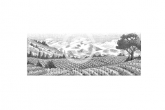 Vineyards_001