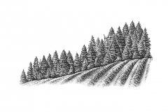 Vineyars_stock