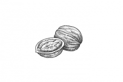 Walnuts-art